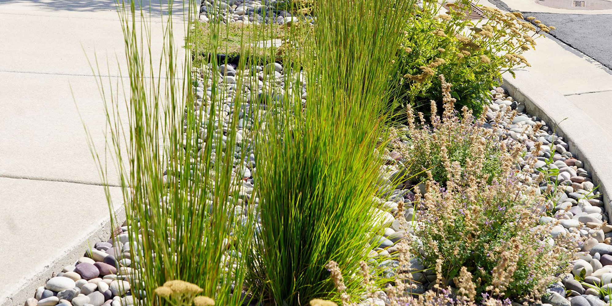 An example of low maintenance parking strip landscaping